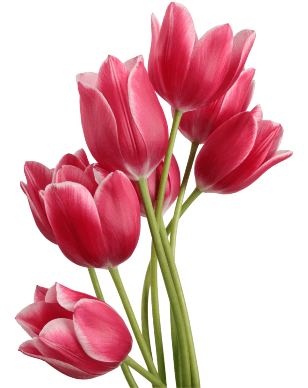 Hero Flower Image